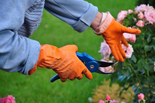 Professional hedge trimming on a boundary hedge in New Barnet