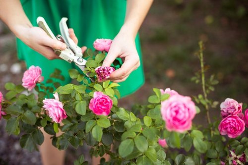 Local gardener trimming hedges and maintaining a lawn in New Barnet